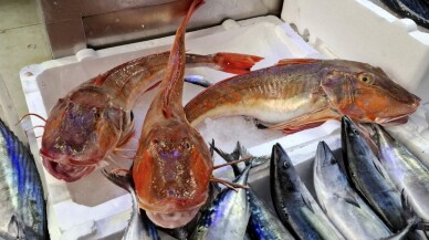 Sinop'ta avlanan kırlangıç balıkları kilogramı 300 liradan satılıyor