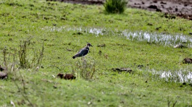 Sonbahar yağışları Kızılırmak Deltası Kuş Cenneti'ni yeniden canlandırdı