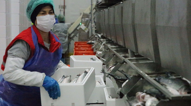 Su ürünleri üretim lideri Muğla'dan 9 ayda 472 milyon dolarlık ihracat