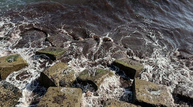 Tekirdağ'da lodos nedeniyle sahilde kırmızı yosun birikti