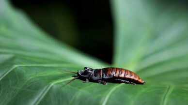 "Tıslayan böceğin" sesini duymak isteyenler kelebek bahçesine geliyor