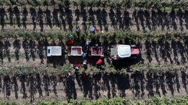 Yahyalı elması yöre kadınının elinden dünya pazarına açılıyor