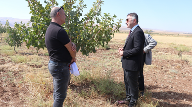 Yapay zeka çiftçinin yerine fıstık bahçelerinin takibini yapacak