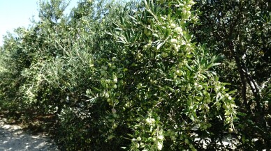 Zeytinin rekor kırması bekleniyor