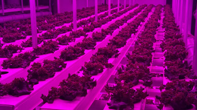 AVM otoparkında yeşil yapraklı sebzeler üretiliyor