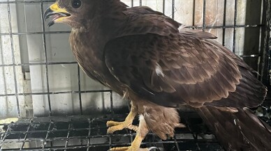 Bitkin bulunan arı şahini bakımının ardından doğaya bırakıldı