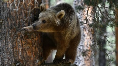ABD'de bir kişi evinde "ayı saldırısına" uğradı