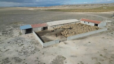 Çalınan 1200 küçükbaş hayvandan 1170'i sahibine teslim edildi