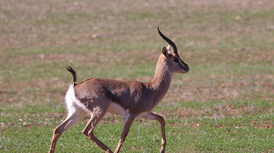 Türkiye'deki Dağ Ceylanları için yeni bir çalışma başlatıldı
