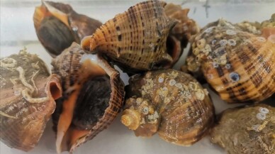 Deniz salyangozundan 14,4 milyon dolar gelir sağlandı