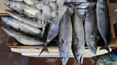 İri palamut Karadeniz'de balıkçının yüzünü güldürüyor