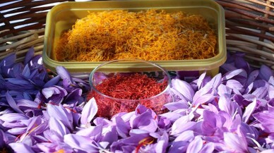 Dünyanın en pahalı baharatı Türkiye’de yetişiyor!