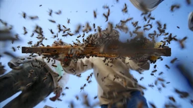 Organik arıcılık yapanlara kovan başına 50 lira destek