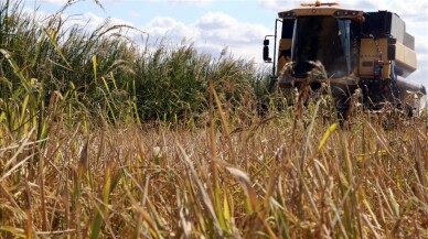 Çankırı'da çeltik hasadı başladı