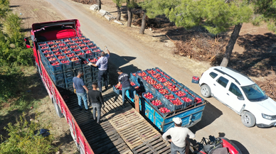 Adıyaman'da 20 bin dekar alanda üretilen narda hasat dönemi