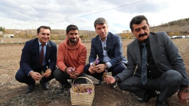 Amasya'da safran hasadı yapıldı