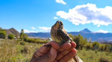 Anız yakmanın azalması kuş sayısının artışında etken oldu