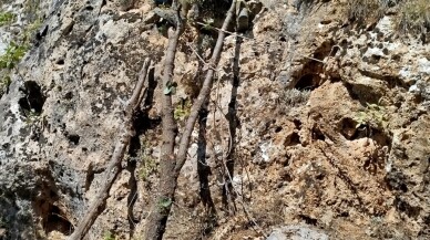 Arıcılar, iple sarkarak indikleri yamaçta kaya balı hasadı yaptı