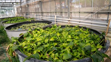 Atık sudaki ağır metalleri su marulu ve sümbülüyle temizlediler