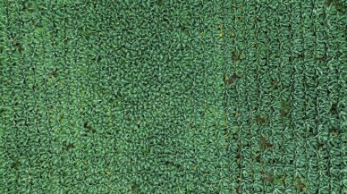 Bafra Ovası'nda 13 bin ton brokoli rekoltesi bekleniyor