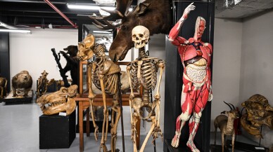 Bir asırlık böcek koleksiyonu kentteki popülasyonun değiştiğini gösteriyor