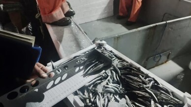 Boy sınırının altında avlanan 10 ton hamsiye el konuldu! Peki avlamak için hangi balık hangi boyda olmalı?