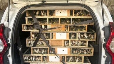 Çobanbey Gümrük Kapısı'nda bir araçta 6 bin 500 saka kuşu ele geçirildi