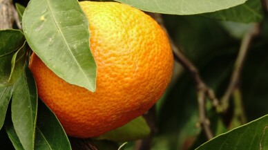 Coğrafi işaretli Havran mandalinasında 20 bin ton rekolte bekleniyor