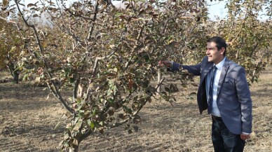 Doğu Anadolu ve Doğu Karadeniz'in meyve genetik mirası gelecek için korunuyor
