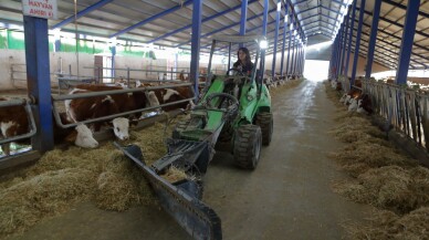 Fizik mühendisi kadın, kurduğu çiftlikte günlük 1,5 ton süt üretiyor