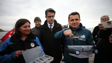 Gelibolu Sualtı Parkı’ndaki tarihi HMS Majestic batığına 400 ıstakoz bırakıldı