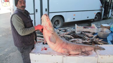 Karasu Nehri'nde 55 kilogram ağırlığında turna balığı yakalandı
