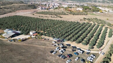 Kış mevsiminin gelir kapısı zeytinde hasat devam ediyor