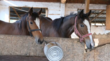 Kızlarına aldığı atla yetiştiriciliğe başladı, tayları hipodromlarda boy gösteriyor