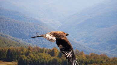 Kocaeli'de yaralı bulunan kaya kartalı tedavi edildi