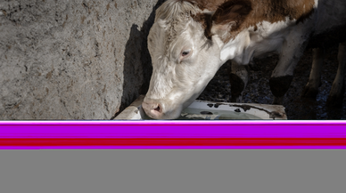 Kütahyalı kuzenler, hayvanlarla olan bağlarıyla görenlerin içini ısıtıyor