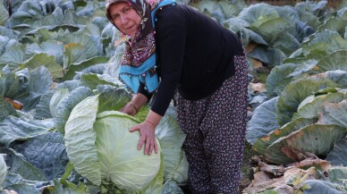 Lezzetiyle ünlü Eskipazar lahanasında 1300 ton rekolte bekleniyor