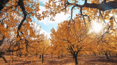 Malatya ovası kayısı ağaçlarının sararmasıyla renklendi