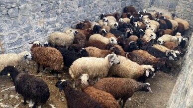 Maskeli iki kişi tarafından çalınan küçükbaş hayvanların 69'u bulundu