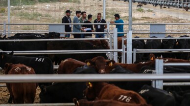 Mezatta genç ve kadın üreticilere yem desteği