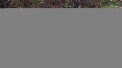 Nehre düşen aracın sürücüsü kazadan yara almadan kurtuldu