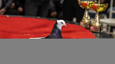 Sakarya’da güvercinler derece yapmak için yarıştı