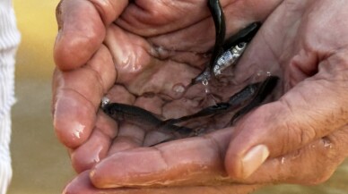 Siirt'te baraj göllerine 2 milyon balık yavrusu bırakıldı