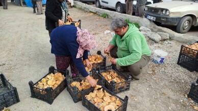 Sinop'ta toplanan mantarlar Türkiye'nin farklı kentlerine gönderiliyor