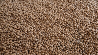 Tokat'ta ceviz üretim alanı genişliyor