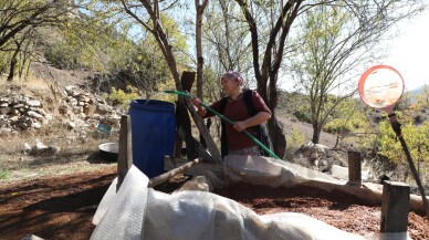 Toroslar'dan sofralara uzanan lezzet andız pekmezi