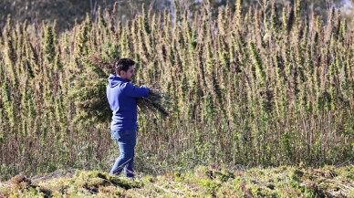 Üniversitenin deneme arazisinde yetiştirilen kenevir katma değerli ürünlere dönüşecek