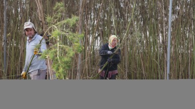 Vezir adlı kenevir çeşidinin tohumluk hasadı yapıldı