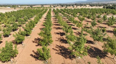 Yıllar sonra döndüğü memleketinde ceviz işleme tesisi kurdu