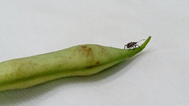 Zararlı böcekler için örümcek prototip tarım ilacı üretildi